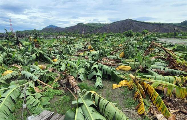 台东县卑南乡利吉村香蕉园倒伏一大片。（民眾提供）