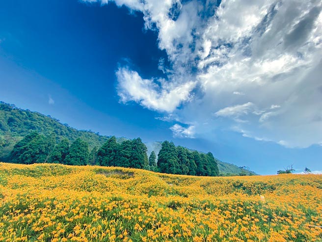 花莲金针花海迎宾 线上送好礼
