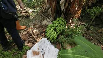 男偷割500公斤香蕉只為還車貸「竊蕉變現」下場曝