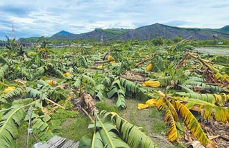 璨樹橫掃蘭嶼 500多戶停電搶修