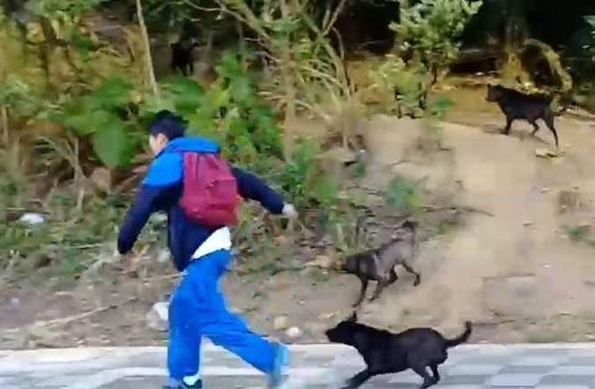 偏远地区经常出现流浪狗聚集，流浪犬攻击人的事件层出不穷，主要与民眾放养、缺乏绝育观念等问题息息相关。（图／报系资料库）