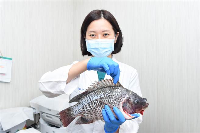 彰基医师谢贝尤提醒民眾，处理海鲜时最好戴较厚的手套，被海鲜扎到手后果可能很严重。（吴敏菁摄）