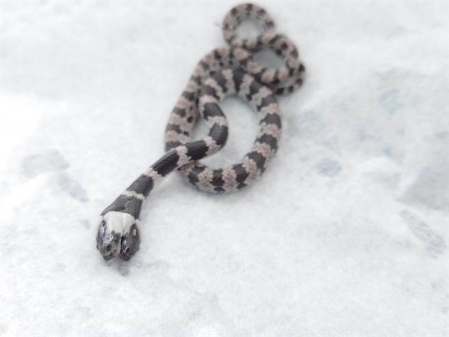 中埔乡大有国小今天早上有学生发现一只双头蛇。（徐绍唐提供／张亦惠嘉县传真）