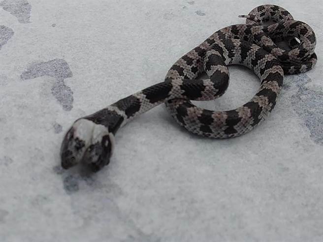 中埔乡大有国小今天早上有学生发现一只双头蛇。（徐绍唐提供／张亦惠嘉县传真）