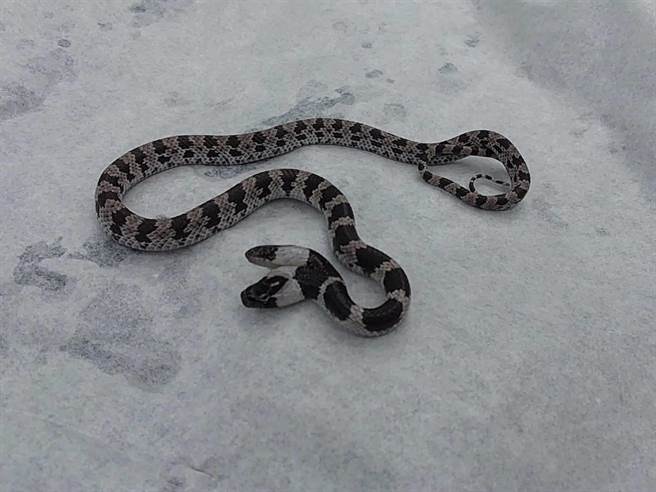 中埔乡大有国小今天早上有学生发现一只双头蛇。（徐绍唐提供／张亦惠嘉县传真）