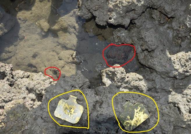 柴山多杯孔珊瑚被污泥覆盖。（图／摘自潘忠政脸书）