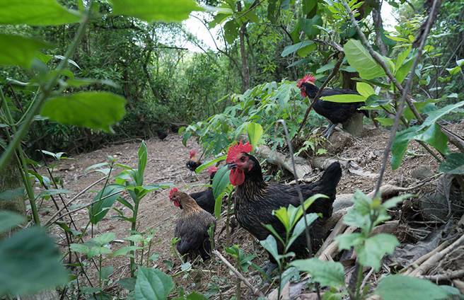 养鸡场看不到明显围篱，种植树木与药草创造遮荫，并铺上鹅卵石让地面乾爽，打造适合鸡只的环境。（图片提供/大野山鸡）
