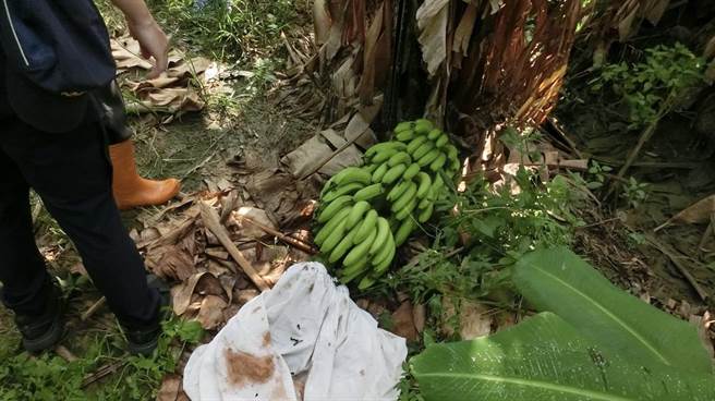 香蕉成熟时传窃案，农民心血付流水。（南投警分局提供／廖志晃南投传真）