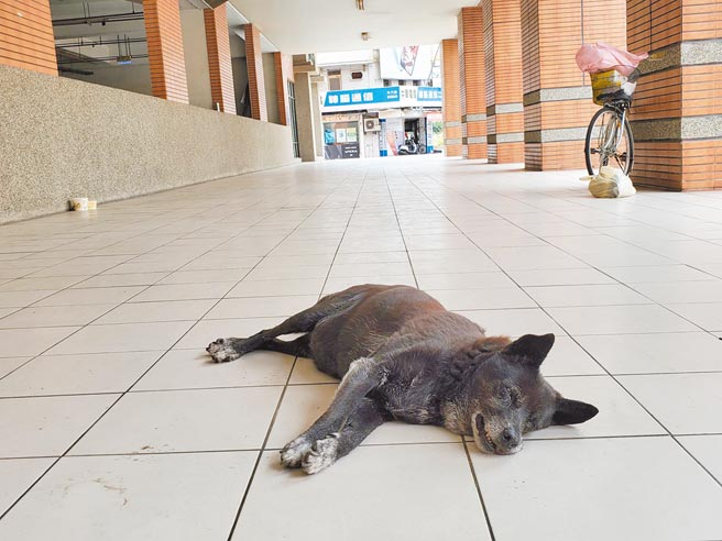 斗六市圆环旁立体停车场的流浪狗小黑趴在主人以前常躺的位子，一动一也不动，脚踏车是张姓街友的遗物。（周丽兰摄）