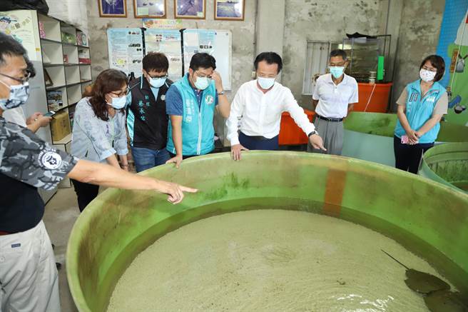 嘉義縣長翁章梁今天下午由縣議員蔡瑋傑、布袋鎮長陳鳳梅陪同，到布袋鎮新岑國小「小鱟中間育成及成鱟飼育場」欣賞鱟復育的生命之美。（嘉縣政府提供／張亦惠嘉縣傳真）