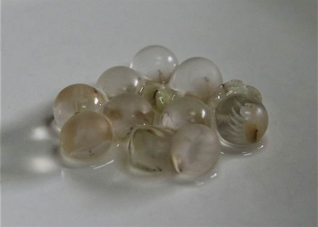 嘉義縣生態保育協會復育鱟有成，今年共有600多隻鱟寶寶誕生，圖為鱟卵。（嘉縣政府提供／張亦惠嘉縣傳真）