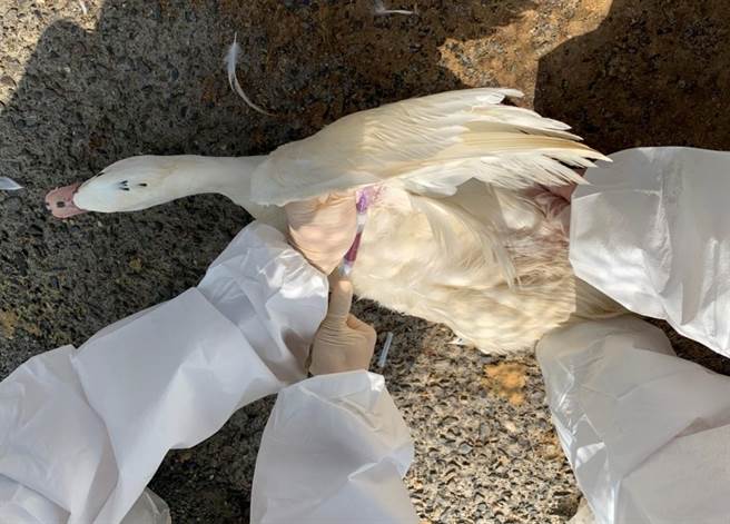 台南市政府动保处到鸭场进行禽流感採样监测。（台南市政府农业局提供／张毓翎台南传真）