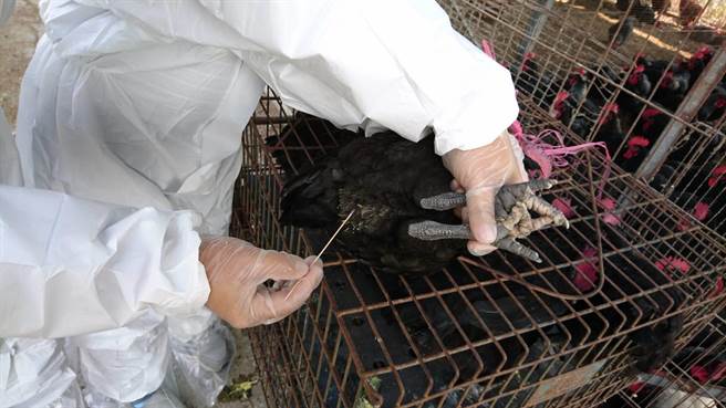 台南市政府到家禽理货场进行禽流感採样监测。（台南市政府农业局提供／张毓翎台南传真）