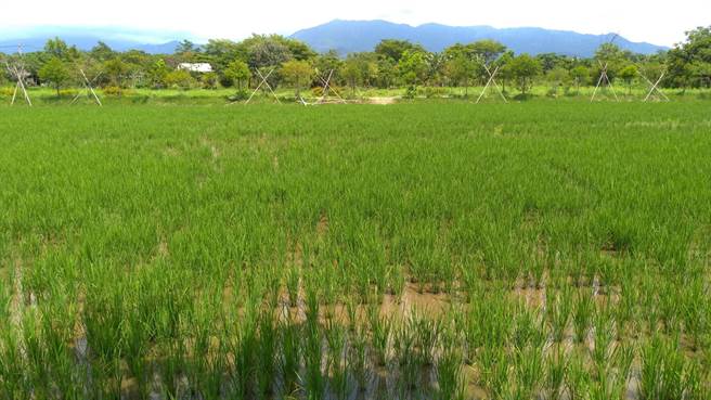 配合大粮仓政策，台南农改场在云林县古坑乡推「水旱新轮作模式」。（台南农改场提供／张朝欣云林传真）