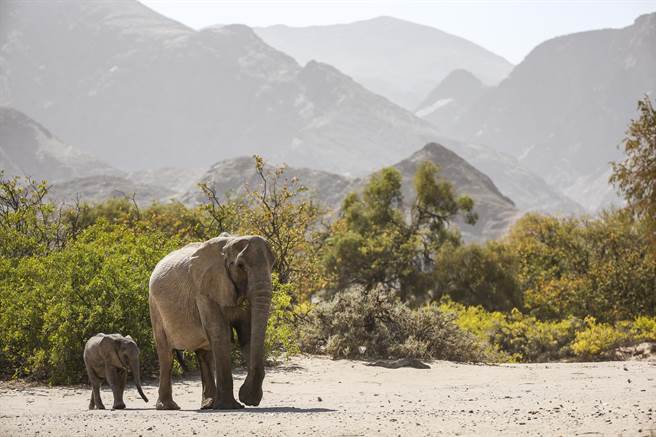 英國BBC最新自然紀錄片《伊甸園：地球最後的秘密》探訪全球遺落的秘境。（BBC提供）