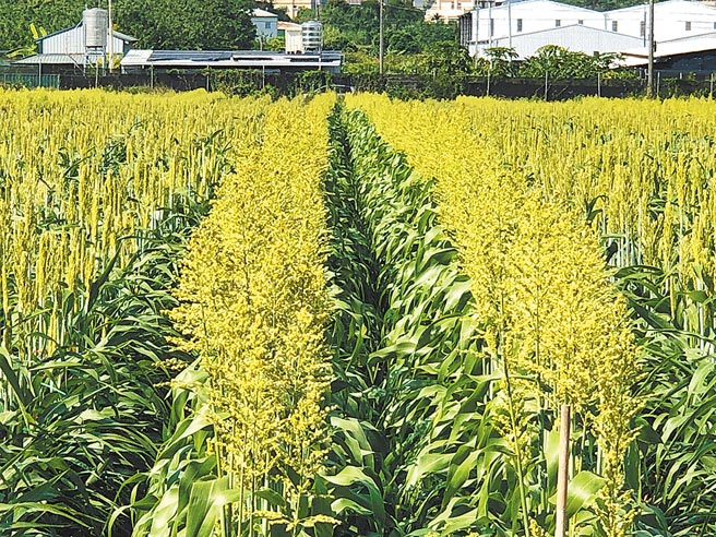 新社花海暨台中国际花毯节停办，其中35公顷田区回归高粱、玉米等种子生产。（种苗改良繁殖场提供／王文吉台中传真）