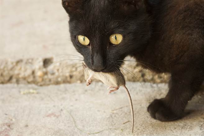 許多人認為「貓會抓老鼠」，但日前有一名飼主卻發現，他養的貓竟與老鼠成為朋友。(示意圖/達志影像)