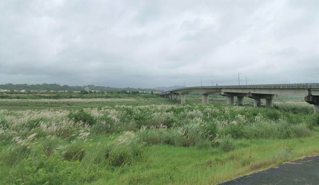 曾文溪畔甜根子草花开了。（刘秀芬摄）