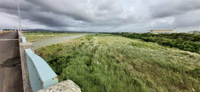 曾文溪畔甜根子草花开了。（刘秀芬摄）