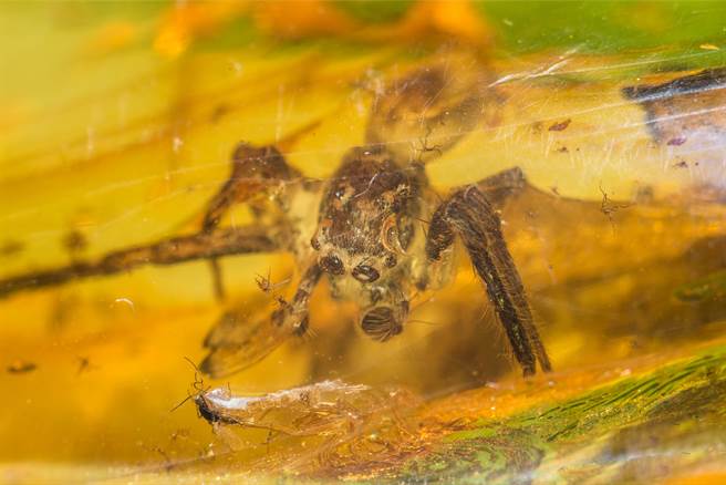 化石里发现一只雌性蜘蛛「Lagonomegopidae」眼看灾难来临，赶紧用身体保护孩子，最终被包裹进琥珀里。(示意图/达志影像)