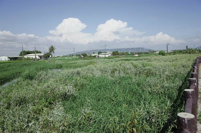 高雄市路竹區下社埤因為淤積嚴重，枯水期時長滿草，儲水量已經不足以供應水稻灌溉所需。（邱志偉服務處提供／林瑞益高雄傳真）
