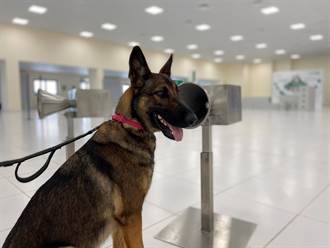 影》狗成杜拜機場新冠病毒快篩部隊 準確率高達98.2％