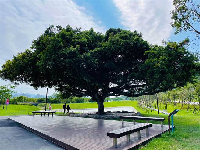 树林沐心池百年榕树命名结果出炉 ，「沐心榕」获得8千多票最高票。（新北市高滩管理处提供）