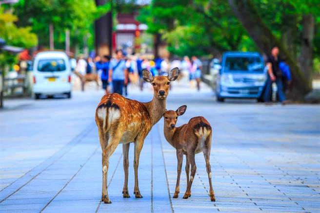 神準 憑直覺回答1分鐘測出人生不同階段 你像哪種動物 生活 中時新聞網