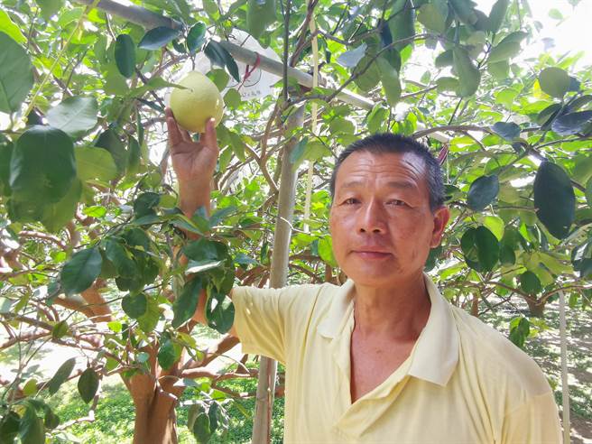 台南麻豆柚农施新侑种红柚30多年有口碑，红柚还没採收就已被预订大半。（刘秀芬摄）