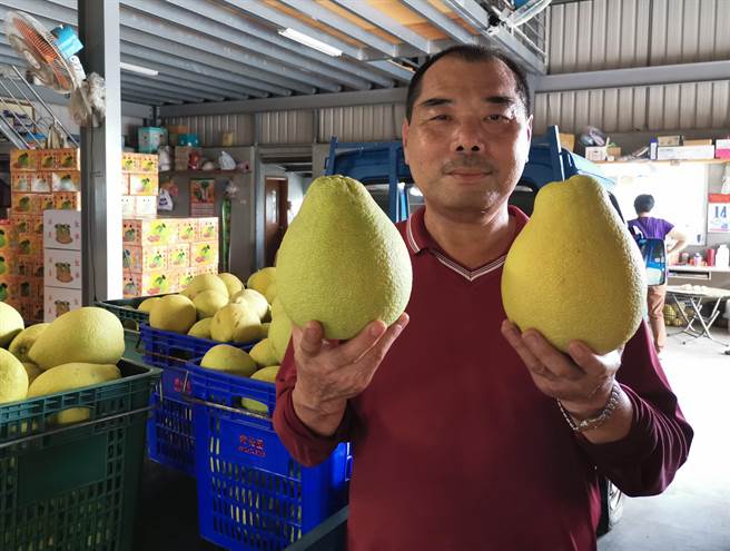 台南麻豆柚农施永煌说，虽遇疫情，但今年红柚销售跟往年一样顺畅。（刘秀芬摄）