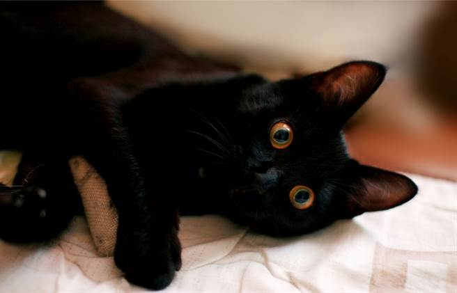 黑貓小時候常跑到農舍玩，嬌小的牠經常被牛調戲，沒想到長大後狂噴霸氣，也沒有牛趕惹牠了。(示意圖/達志影像)