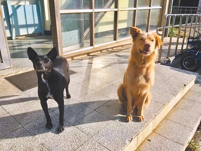 桃园市动物保护教育园区15日园狗「鸡蛋黄」（右）、「所长」15日疑似遭人毒死，民眾气愤要求缉凶。（翻摄照片／赖佑维桃园传真）