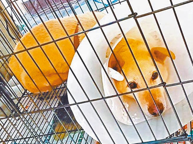 北市動物之家收容爆量，議員楊靜宇踢爆，目前貓狗收容量超出標準近2倍，顯見市府帶頭違法。（北市府提供／黃婉婷台北傳真）