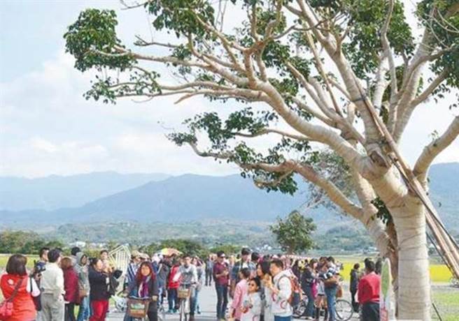 中秋节连假第2天，上午台东知名景点金城武树出现人潮。图为金城武树示意图。(资料照)