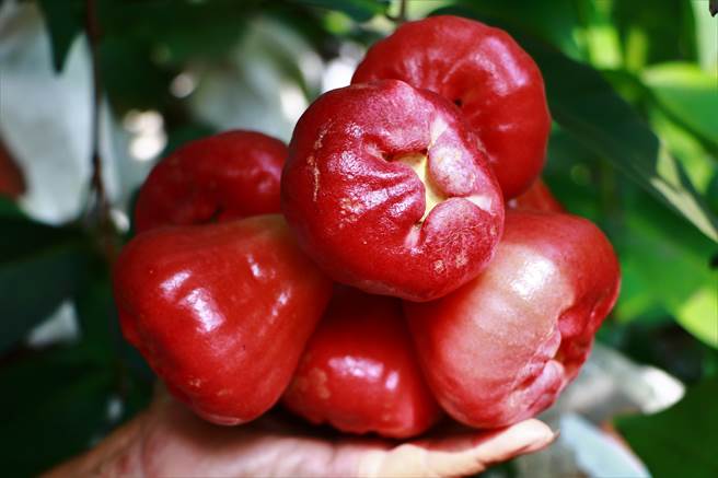 释迦莲雾禁输陆 国民党：请政府组专家团赴陆厘清虫害。图为屏东的莲雾。（报系资料照）