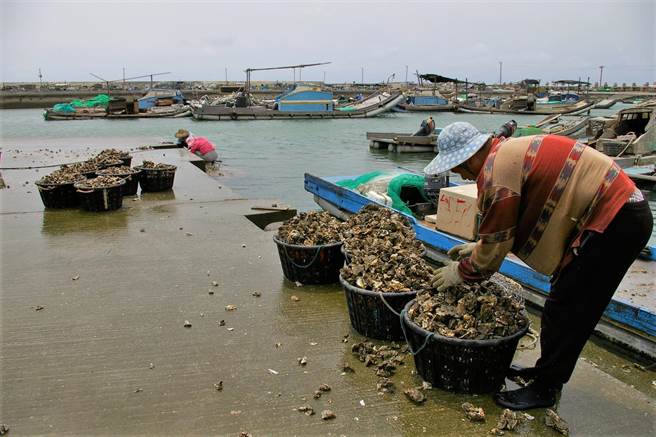 中秋烤肉加上餐饮业需求，云林县牡蛎价格微涨1成。（张朝欣摄）