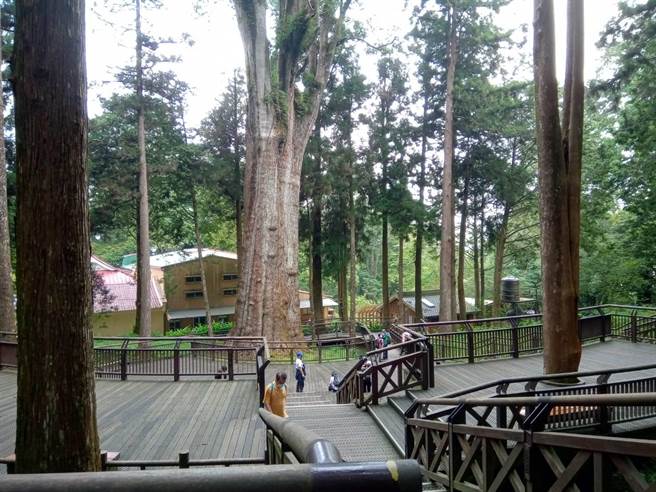 阿里山森林游乐区今入园人次近4000人，是本土疫情暴发以来单日入园人数最多。（阿里山工作站提供∕吕妍庭嘉义传真）