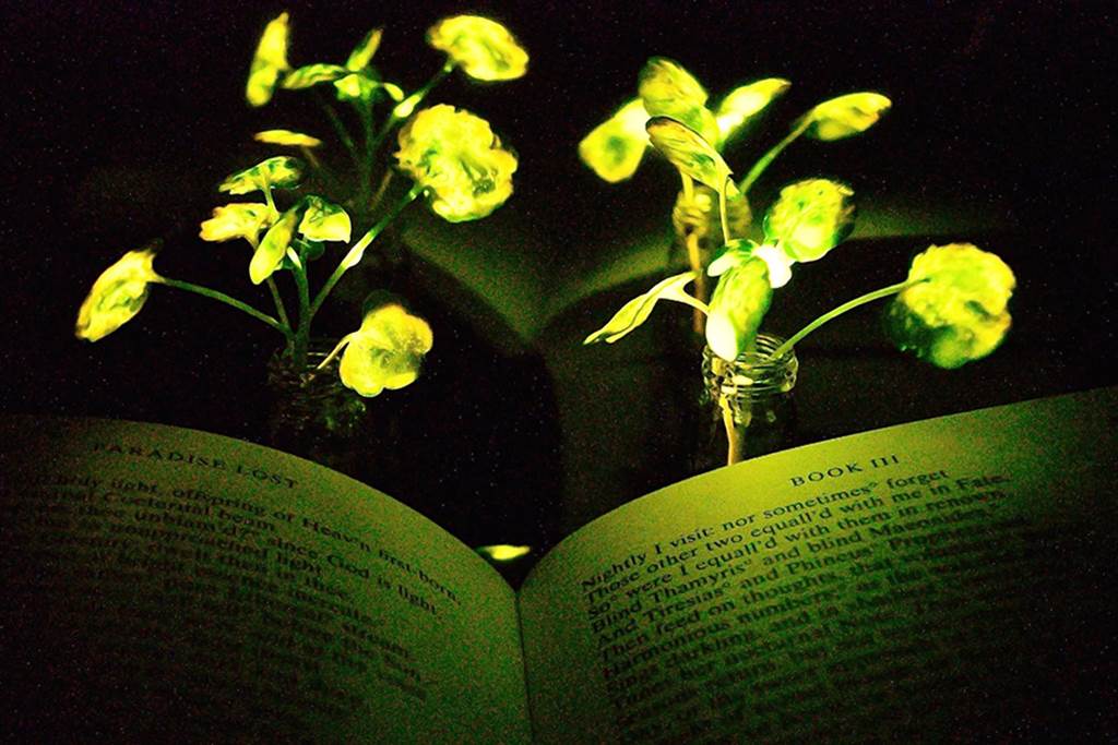 麻州理工学院发明的萤光植物，他们期望亮度可以成为照明。图/MIT(photo:ChinaTimes)