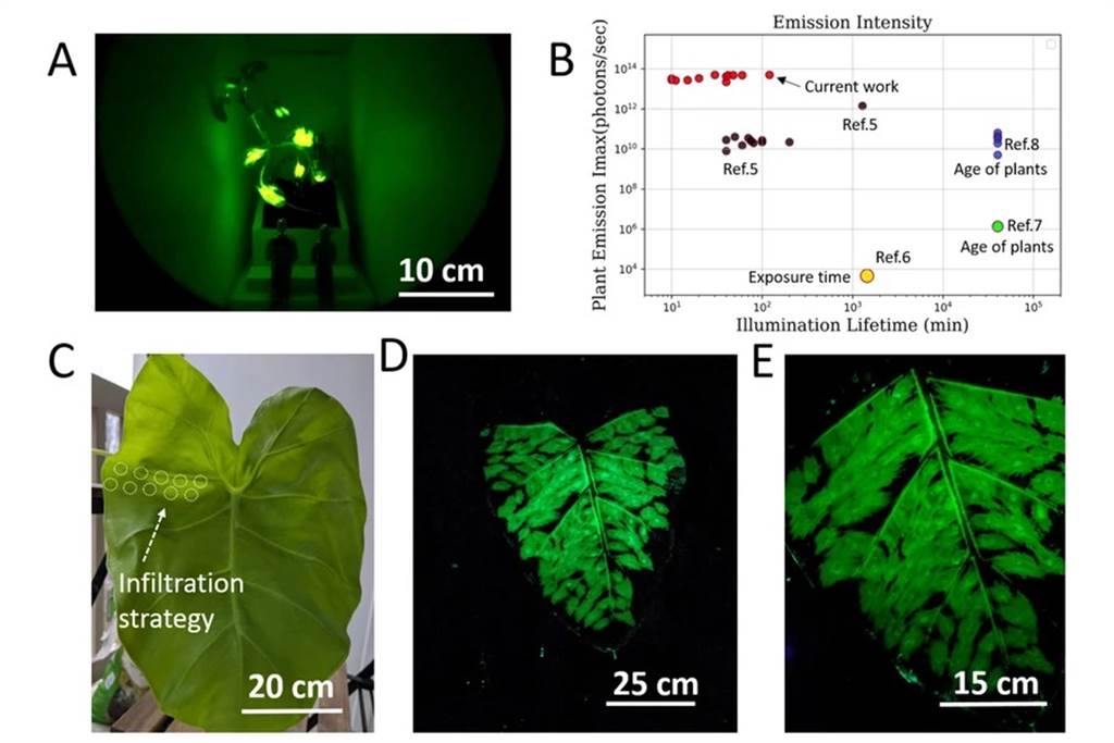 麻州理工学院以芋头叶为实验，测试萤光植物的亮度。(图/MIT)(photo:ChinaTimes)