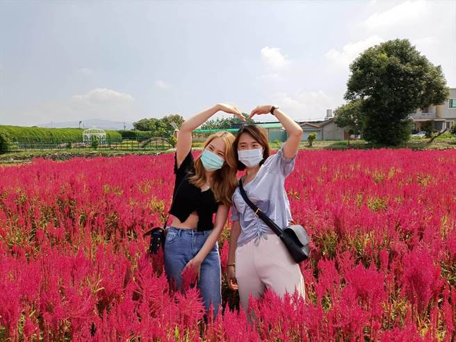 后里觀光花市火焰雞冠花盛開，吸引網美入園拍照。（陳淑娥攝）