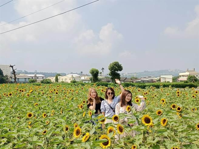 后里觀光花市向日葵盛開，吸引網美入園拍照。（陳淑娥攝）