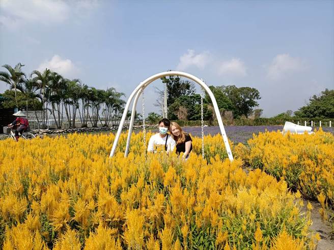 后里觀光花市火焰雞冠花盛開，吸引網美入園拍照。（陳淑娥攝）