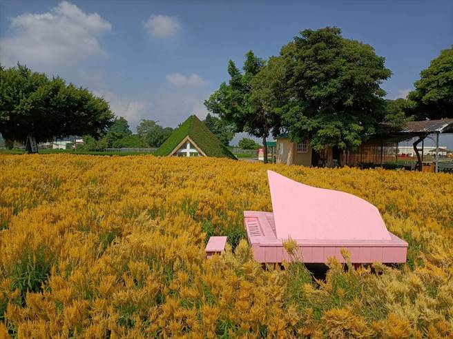 后里觀光花市火焰雞冠花盛開。（陳淑娥攝）