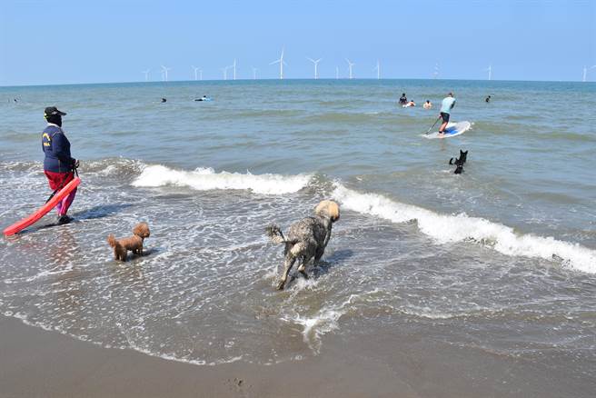 中秋连假，许多游客来到竹南假日之森海滨玩浪，毛小孩也兴奋地在浪里奔腾。（谢明俊摄）