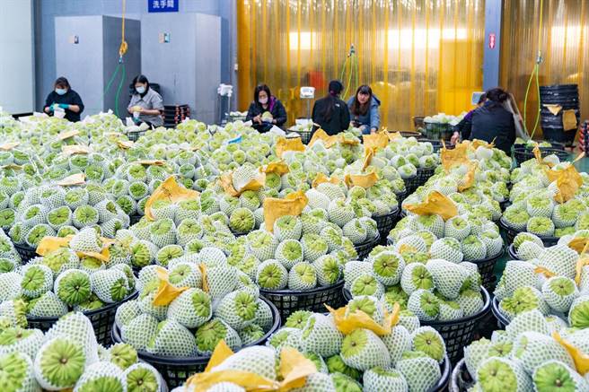 凤梨释迦销大陆受阻，对台东影响至鉅，台东县长庆铃要求中央发行台东释迦券。（台东县政府提供）