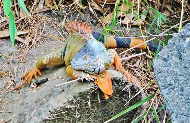 为有效移除外来种绿鬣蜥，同时兼顾动物福利和生态平衡，嘉义县政府决定招募民眾组成移除大队，依吻肛长换算，最多每只能领到500元移除赏金。（嘉义县政府提供／吕妍庭嘉义传真）