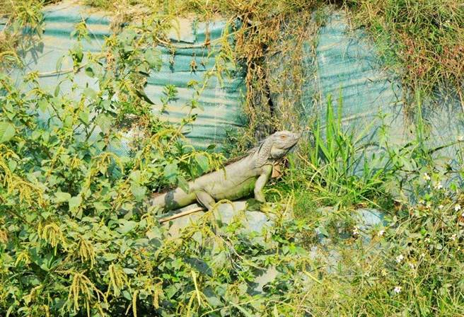 为有效移除外来种绿鬣蜥，同时兼顾动物福利和生态平衡，嘉义县政府决定招募民眾组成移除大队，依吻肛长换算，最多每只能领到500元移除赏金。（嘉义县政府提供／吕妍庭嘉义传真）