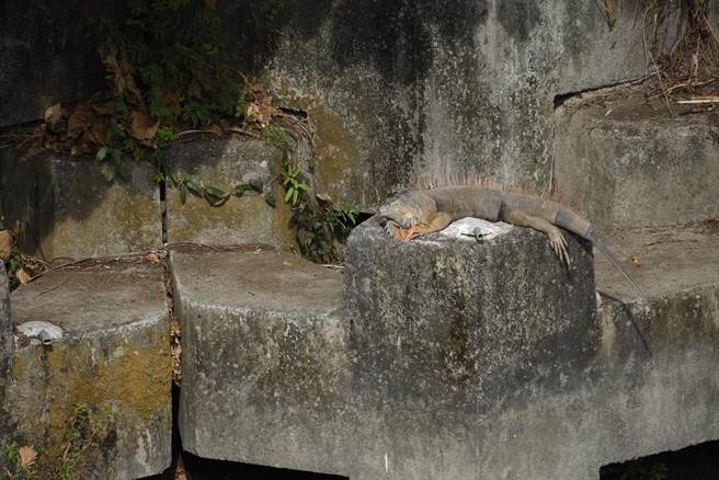 嘉县境内绿鬣蜥主要分布于中埔乡与水上乡八掌溪岸，成年的绿鬣蜥活动力强、破坏力大，并时常危害农作蔬菜，造成民眾损失。（嘉义县政府提供／吕妍庭嘉义传真）