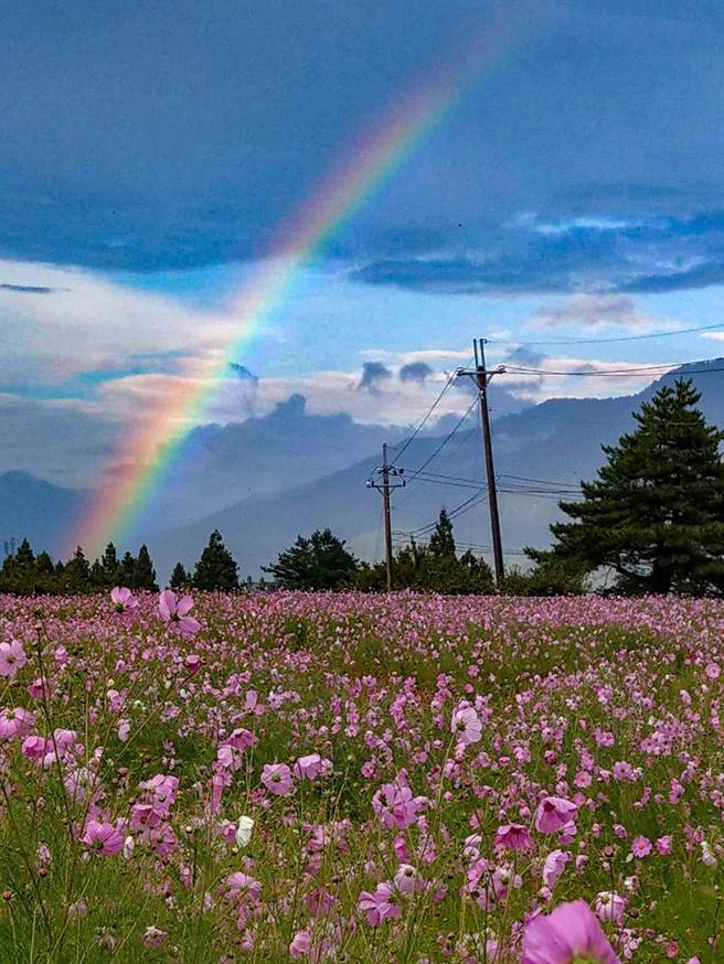 福寿山农场雨后出现彩虹，与大片缤纷波斯菊花海辉映，网友讚嘆「美如仙境」。（福寿山农场提供／王文吉台中传真）
