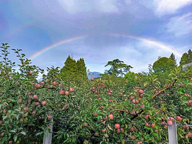 福寿山农场雨后出现彩虹，与满山成熟苹果辉映。（福寿山农场提供／王文吉台中传真）